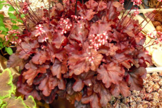 Żurawka 'Fire Chief' - Heuchera  'Fire Chief'