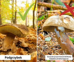 Podgrzybek a goryczak purpurowozarodnikowy