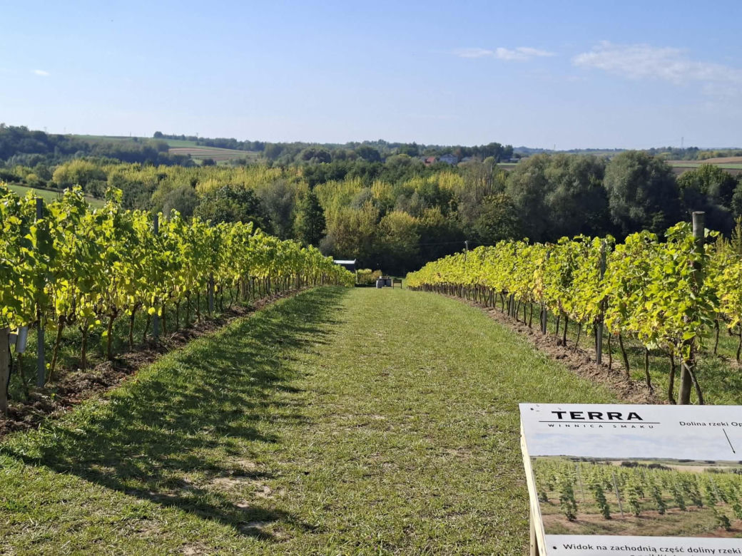 Winnica TERRA
