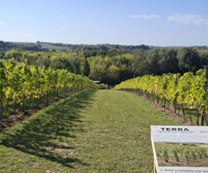 Winnica TERRA