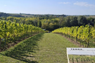 Winnica TERRA