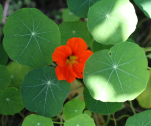 Nasturcja ogrodowa