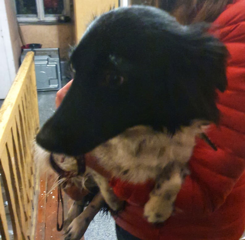 Suczka padła ofiarą zoofila?! Zwierzę ma nowy dom, ale ciągle się boi