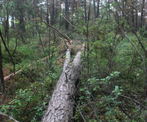 Tragedia podczas wycinki drzew. Olbrzymi konar zmiażdżył Pawła w lesie