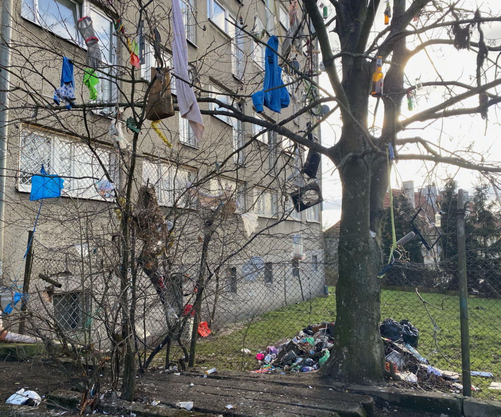 Śmieci na drzewie przy ul. Komuny Paryskiej w Szczecinie