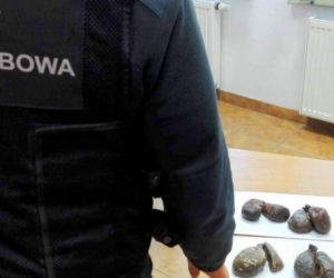 Podlaskie. Białorusin chciał leczyć kolegę w Polsce... gruczołami bobra