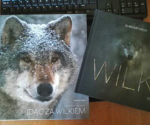 Jacek Major i wilki