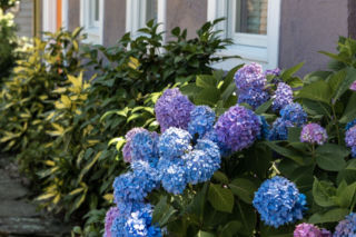 Jedna łyżka rozpuszczona w wodzie i wiosną masz cud w ogrodzie. Hortensje rozkwitną niczym królowe balu. Jak zmienić kolor hortensji?