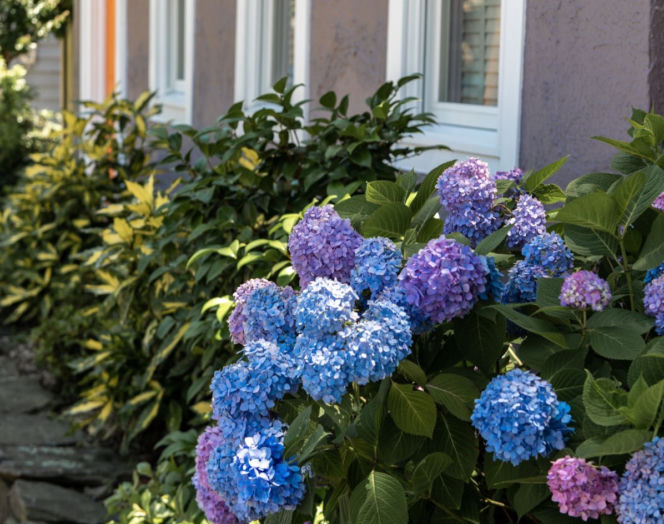 Hortensje w ogrodzie