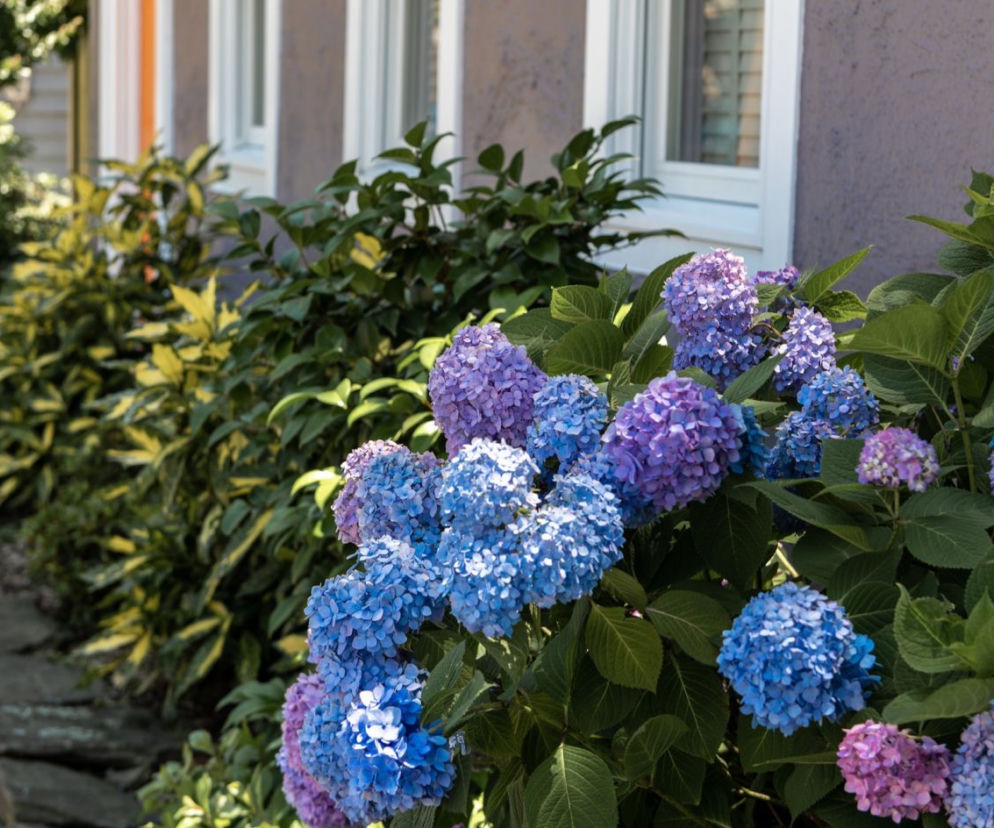 Niebieskie hortensje