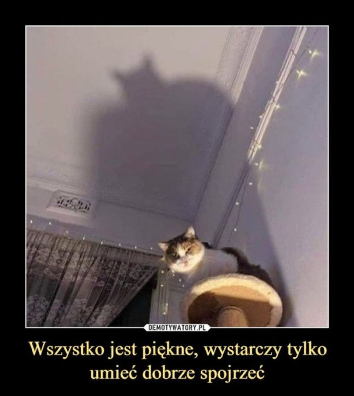 Światowy Dzień Kota 2022. Zobacz najśmieszniejsze obrazki i MEMY z kotami! 