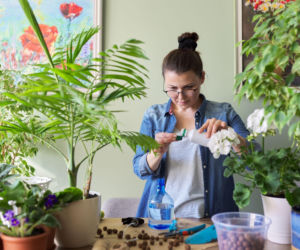 Jaki jest najlepszy nawóz do roślin doniczkowych?