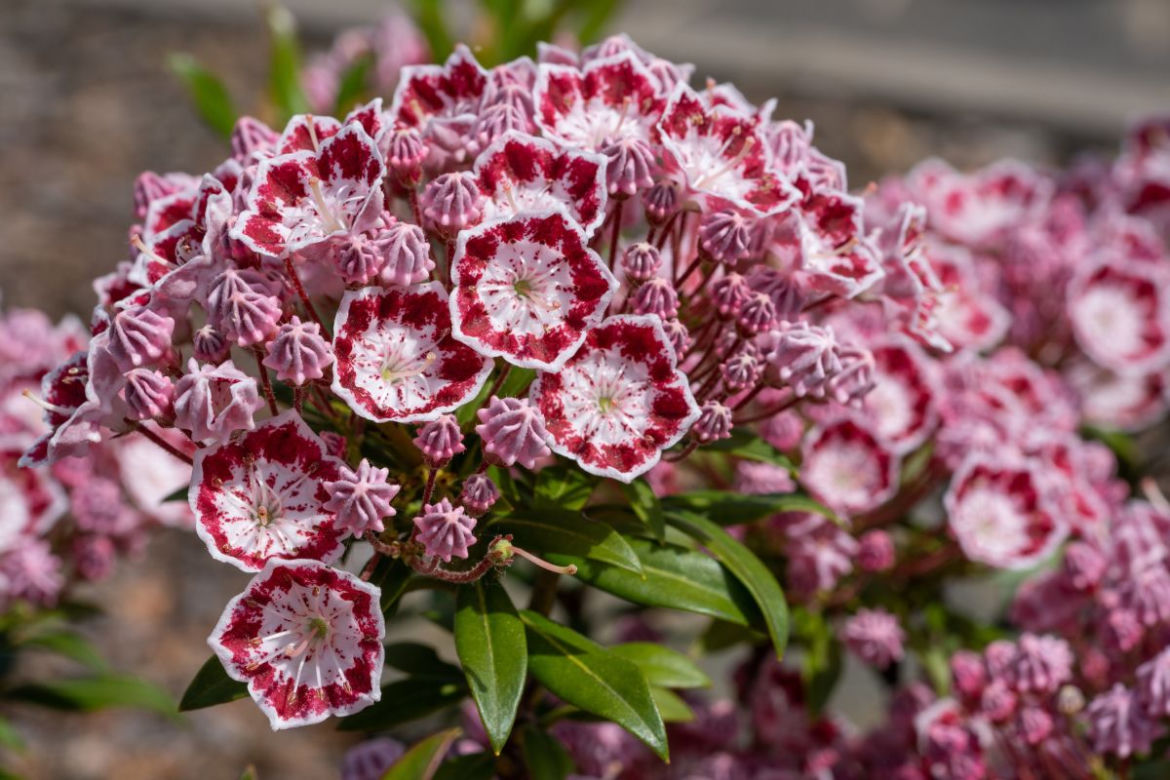 Kalmia kwiaty