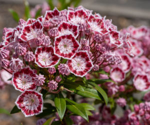 Kalmia szerokolistna