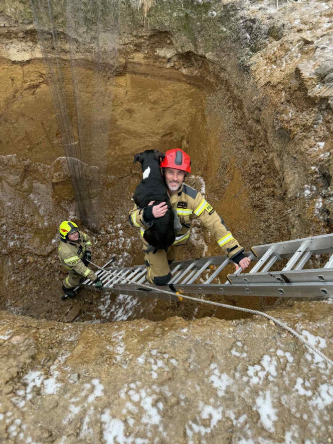 Piesek wpadł do głębokiego wykopu. Bohaterscy strażacy natychmiast ruszyli z pomocą