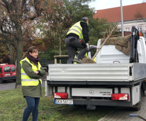 W sumie 39 klonów zastąpiło kilkanaście chorych drzew, które musiały być wycięte ze względu na stan zagrażający bezpieczeństwu w ruchu. 