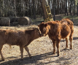 Rolnik z Podlasia bronił swojego bydła. Gdyby nie brat, to by mnie tam zatłukli
