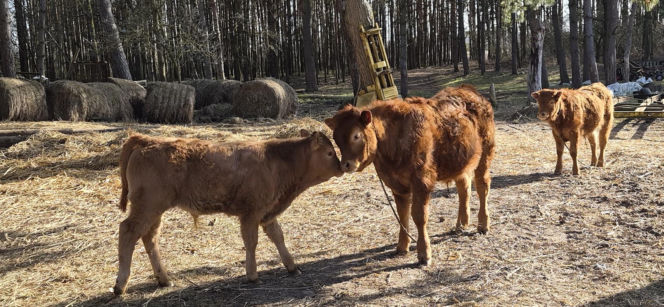 Rolnik z Podlasia bronił swojego bydła. "Gdyby nie brat, to by mnie tam zatłukli"