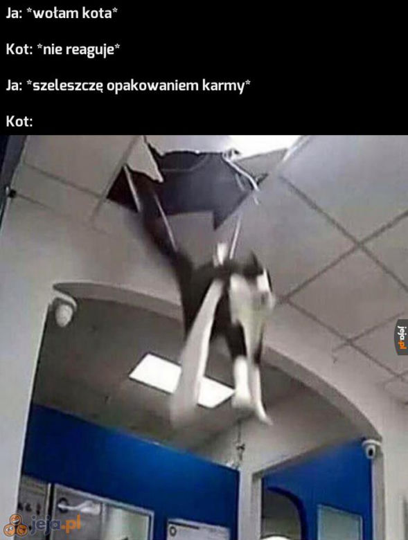 Dzień Kota 2020