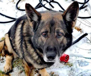 Karzeł ma nosa! Czworonożny policjant na tropie skradzionych kabli