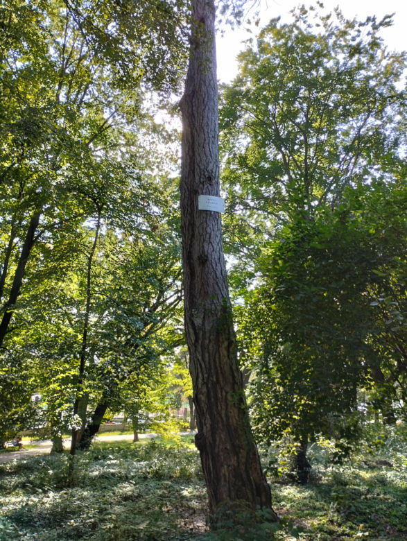 Pomniki przyrody w Parku Strzeleckim w Tarnowie