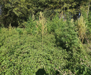 Plantacja marihuany pod Białymstokiem. 23-latek zatrzymany