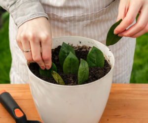 Jak rozmnożyć zamiokulkasa z liści? Sprawdź!