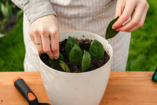 Jeden liść wystarczy, by mieć nowe zamiokulkasy. Genialnie prosty sposób