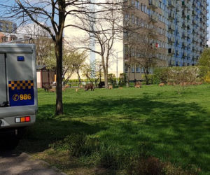 Dziki na toruńskim Rubinkowie. Beztrosko biegały po okolicy