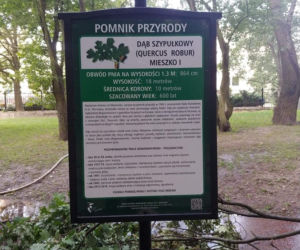 Pożar pomnika przyrody