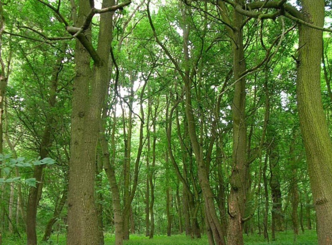 Z Bydgoszczy prosto do dzikiej puszczy w 10 minut!  Jak dotrzeć do Wielkiej Kępy i co tam zobaczyć?