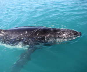 Wieloryb Timmy uwolnił się z mielizny Bałtyku. Walka o powrót humbaka do oceanu trwa