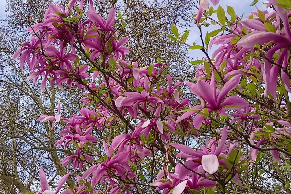 Magnolie w Szczecinie