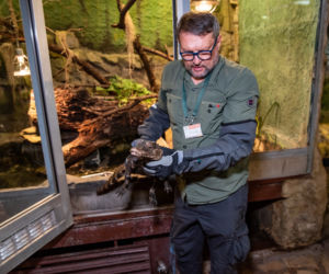 Kajman złapany we Wrocławiu trafił do ogrodu zoologicznego