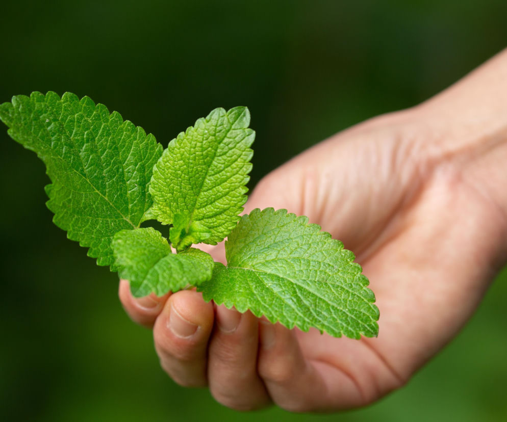 Zioła popularne w Polsce pilnie wycofane ze sklepów
