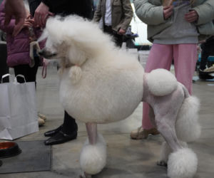 Międzynarodowa Wystawa Psów Rasowych Duo Cacib Kielce 2025