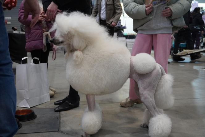 Międzynarodowa Wystawa Psów Rasowych Duo Cacib Kielce 2025