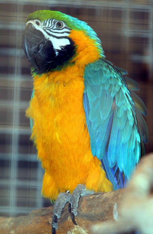 papuga