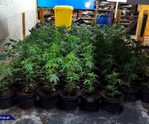 CBŚP zlikwidowało w Łódzkiem OGROMNĄ plantację marihuany