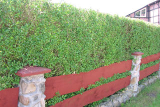 Ligustr pospolity - Ligustrum vulgare