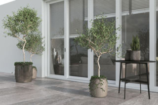 Drzewko oliwne w domu - proste kroki do udanej uprawy