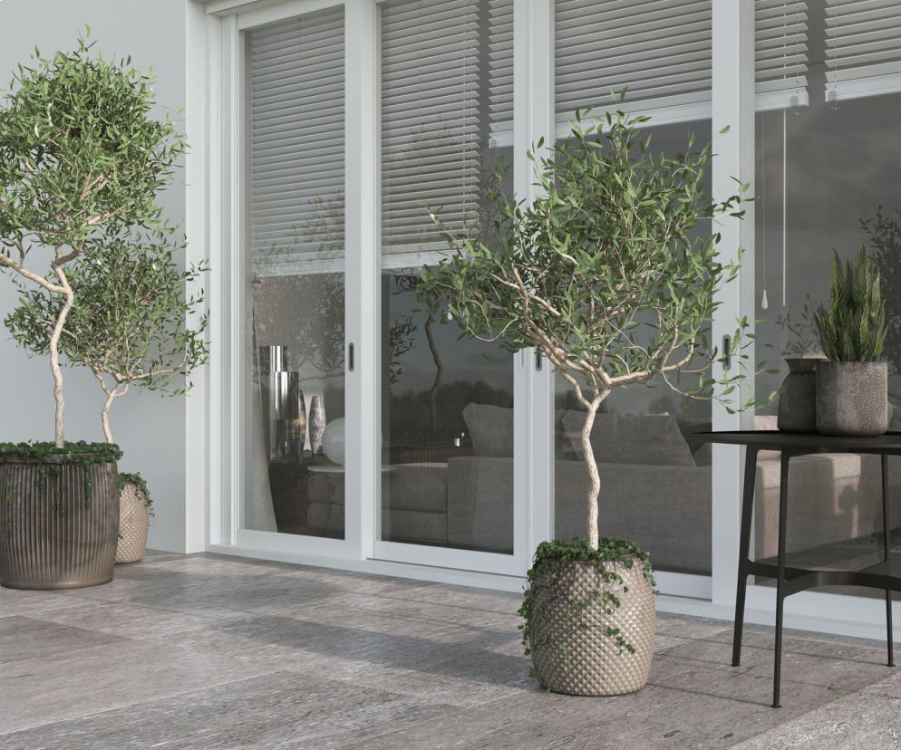 Drzewko oliwne w domu - proste kroki do udanej uprawy