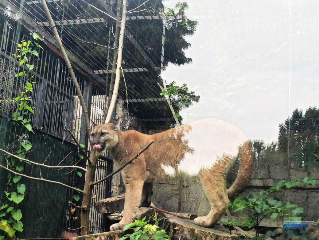 Puma Nubia na razie zostanie w chorzowskim ZOO. Zestresowane zwierze tęskni za opiekunem [ZDJĘCIA, WIDEO]