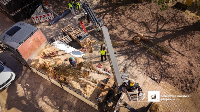 Nowe nasadzenia na Pl. Orła Białego