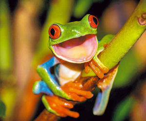 Szok! Kermit żyje