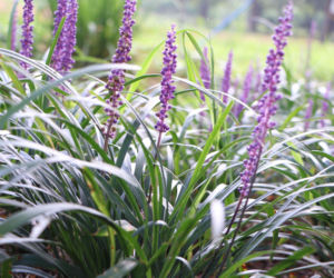 Liriope szafirkowata