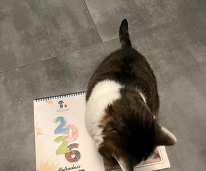 Kot Pandek zapozował do kalendarza KTOZ na 2026 rok