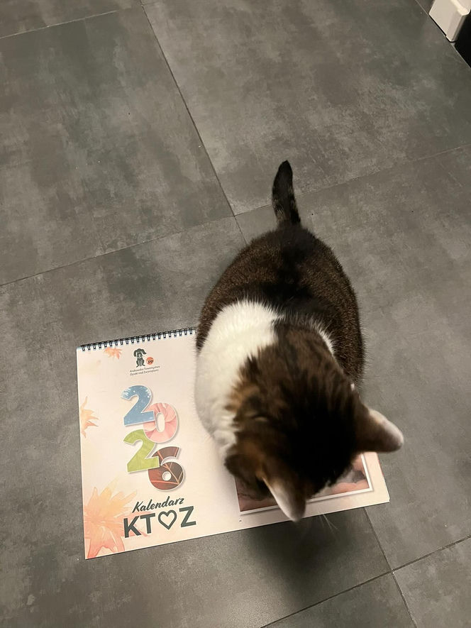 Kot Pandek zapozował do kalendarza KTOZ na 2026 rok