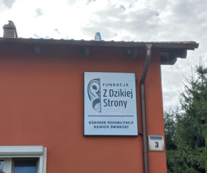 Dniami i nocami ratują dzikie zwierzęta. Niezwykłe miejsce w Spytkówkach w powiecie kościańskim