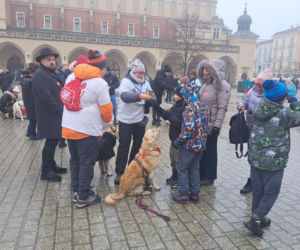 34. finał WOŚP w Krakowie. Golden Retrievery na Rynku Głównym